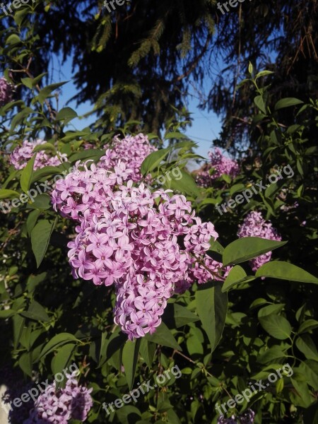 Purple Lilac Organ Flower Lake Spring