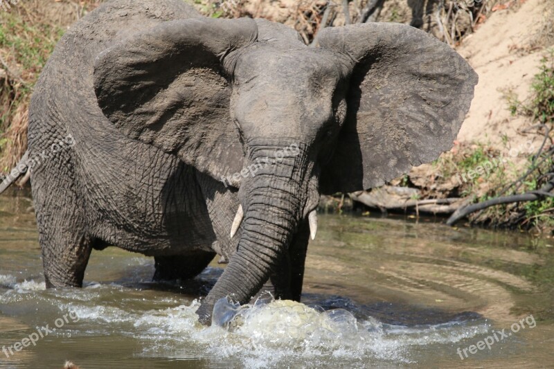 Elephan Bathing Animal Water Free Photos