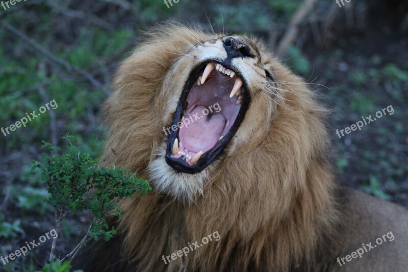 Lion Roaring Zoo Mouth Open Teeth