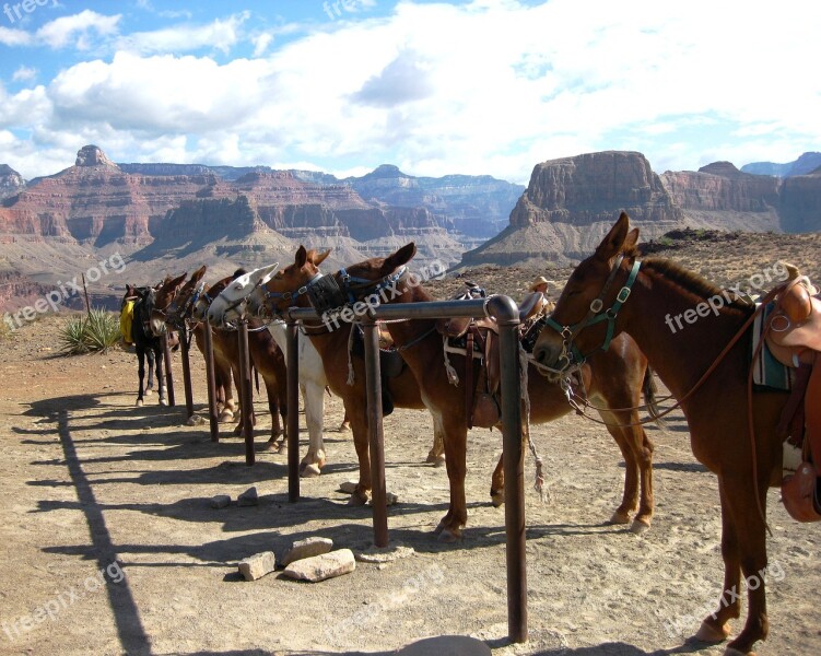 Grand Canyon Mule Canyon Grand Nature