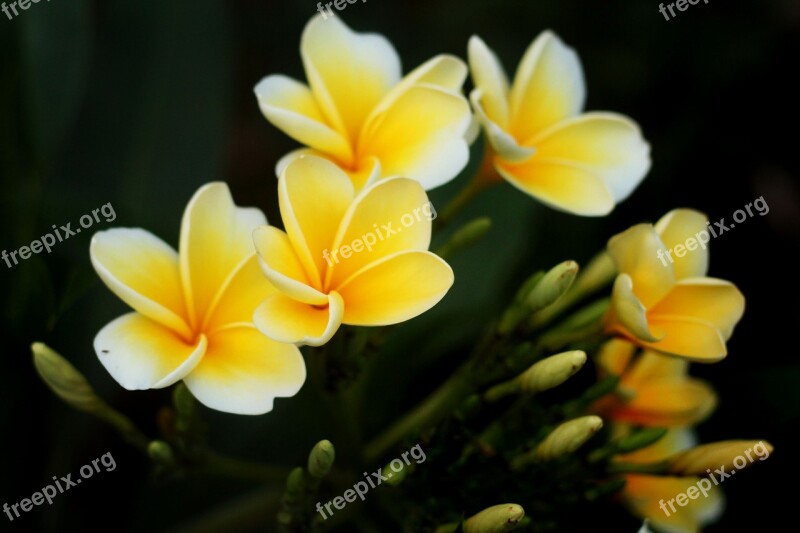 Plumeria Cambodia Plant Nature Garden