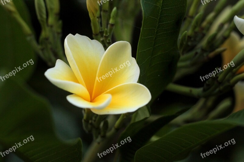 Plumeria Flowers Cambodia Plant Nature