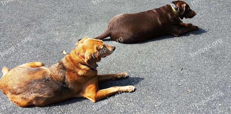 Dogs Lab Pet Labrador Retriever