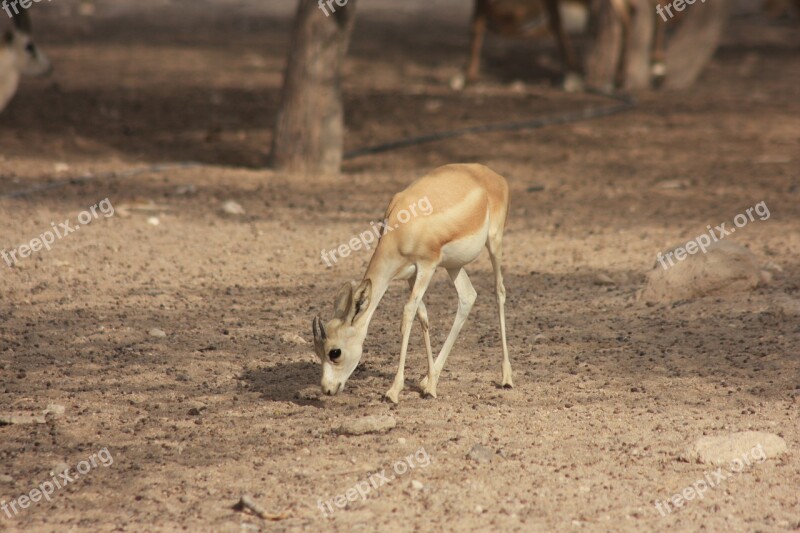 Gazelle Wildlife Park Nature Park Animal Mammal