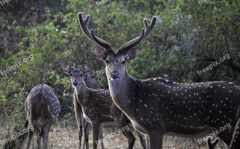 Wildlife Nature Deer Free Photos