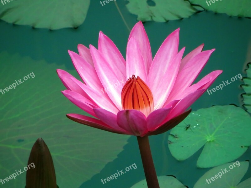 Asia Laos Water Lily Pink Nympheacea