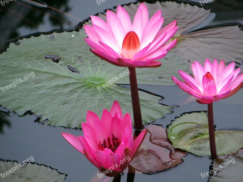 Asia Laos Water Lily Pink Nympheacea