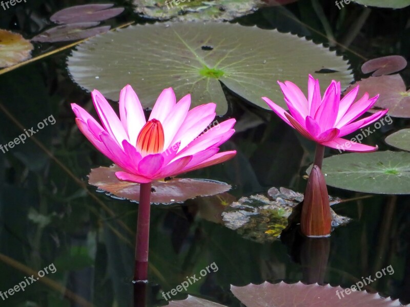 Asia Laos Water Lily Pink Nympheacea