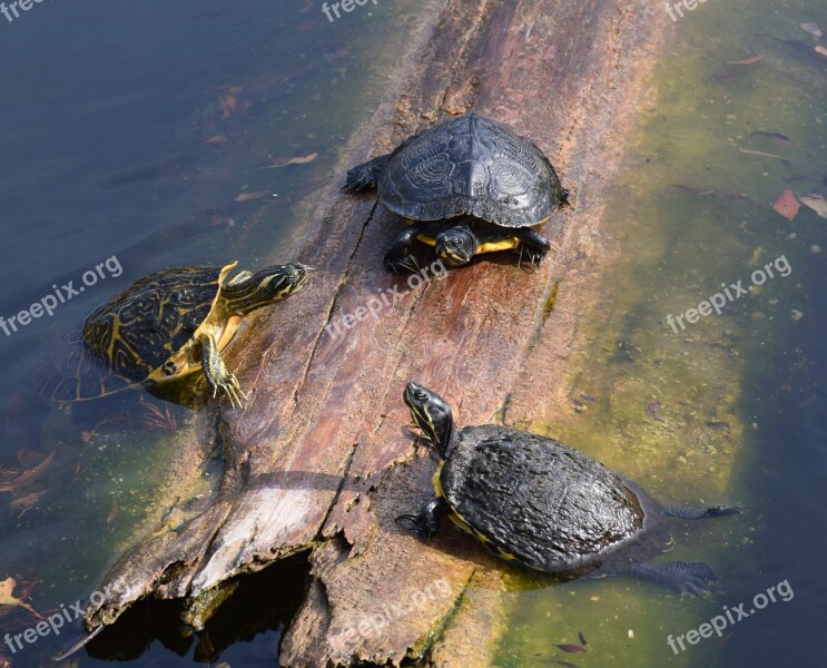 Turtles Pond Log Water Wildlife