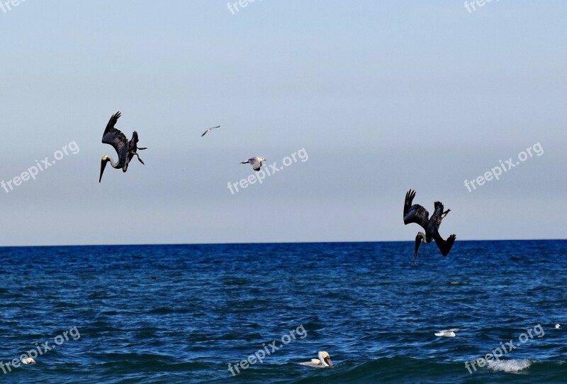 Pelicans Ocean Hunting Diving Bird