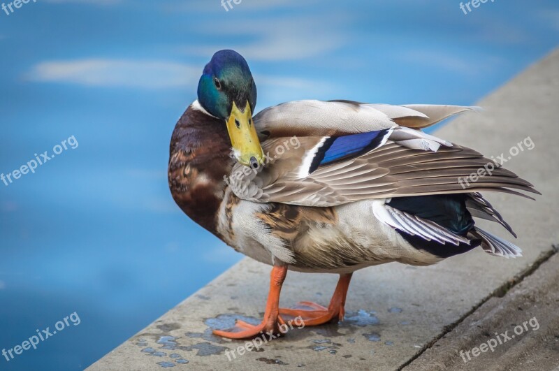 Bird Duck Mallard Fowl Nature