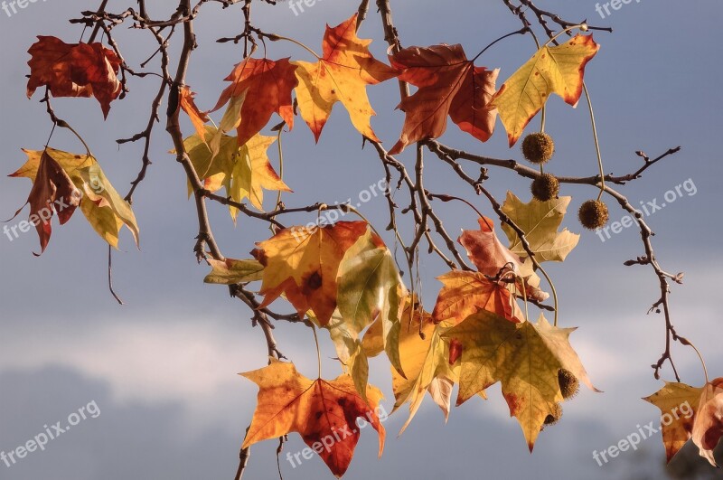 Autumn Leaves Fall Nature Leaf