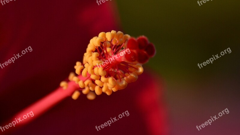 Flowers Red Micro Hibiscus Free Photos