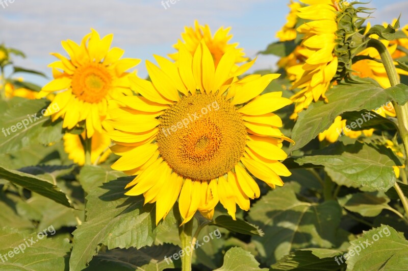 Sunflowers São Paulo Brazil Free Photos