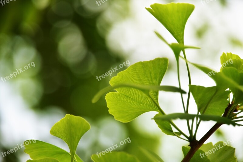 Desktop Background Background Wallpaper Green Plant