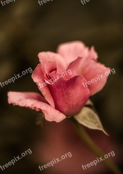 Rose Flower Pink Plant Nature