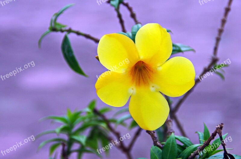 Flower Yellow Tropical Flower Corolla Petal