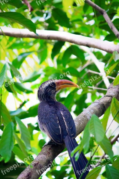 Hornbill Bird Nature Wildlife Wild