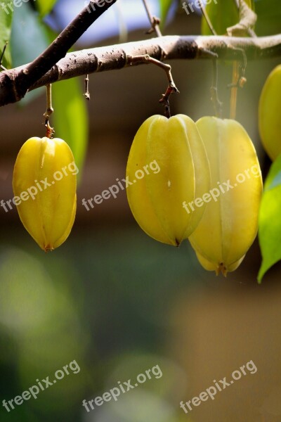 Carambola Fruit Fresh Organic Food