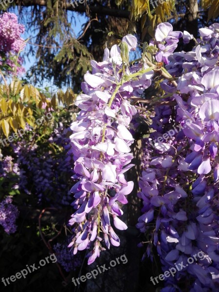 Purple Acacia Spring Flower Sunshine Spring Flowers