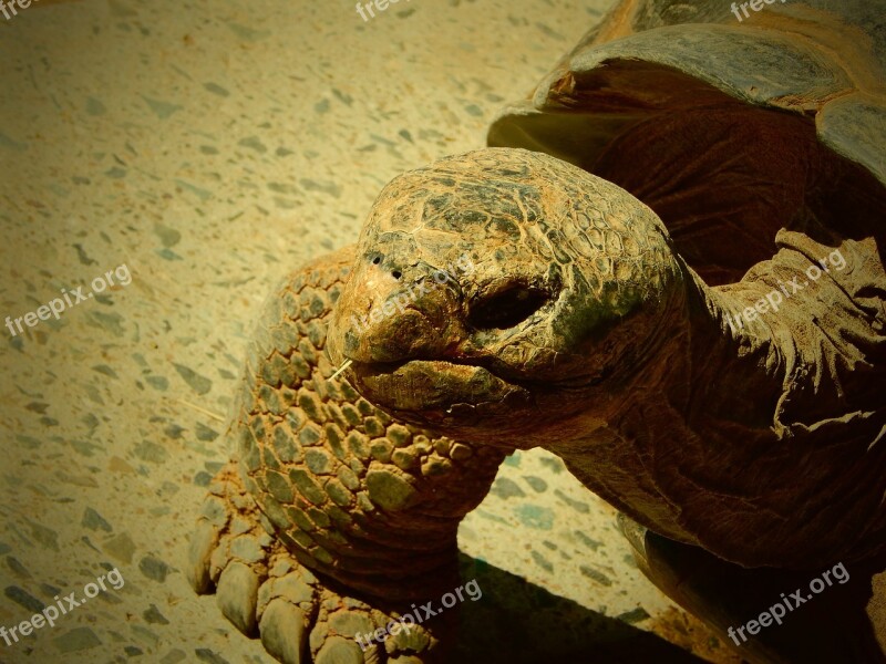 Tortoise Turtle Animal Reptile Zoo