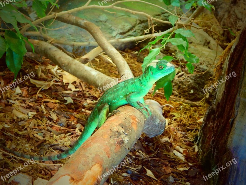 Exotic Animal Green Lizard Zoo