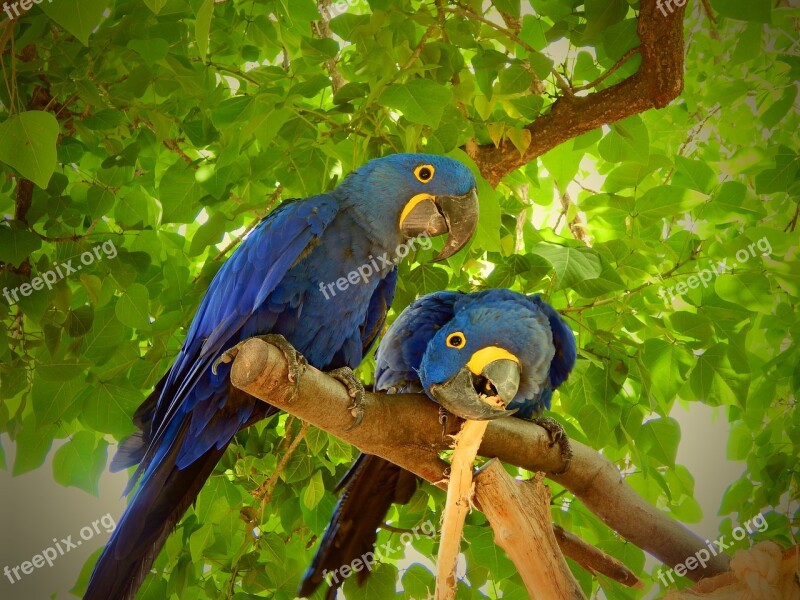 Parrot Blue Bird Feather Tropical