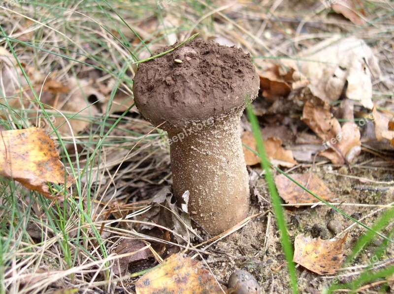 Mushroom Forest Nature Mushroom Picking Toxic