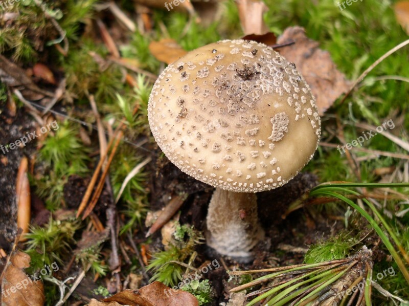 Mushroom Forest Nature Mushroom Picking Toxic