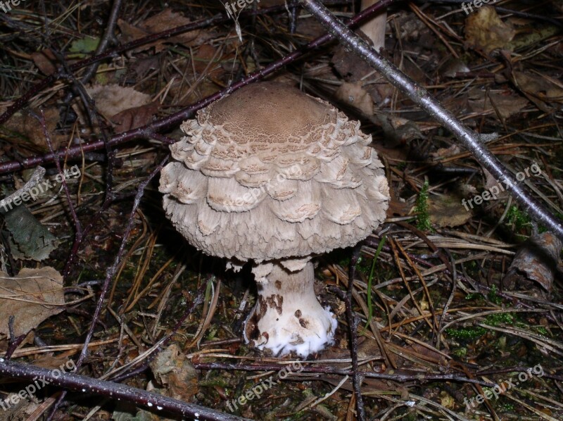 Mushroom Forest Nature Mushroom Picking Toxic