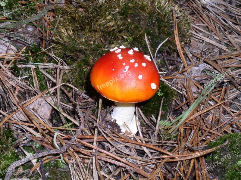 Fly Agaric Mushroom Forest Nature Mushroom Picking