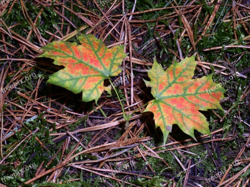 Forest Nature Mushroom Picking Toxic Autumn