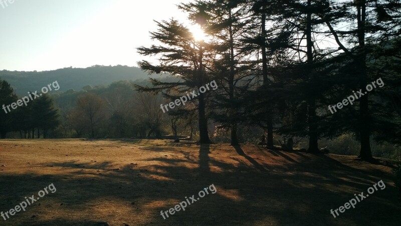 Pinewood Pine Sun Field Mountains