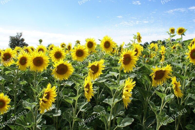 Flower Sunflower Field Yellow Free Photos