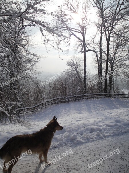 Snow Wintry Dog Hybrid Snowy