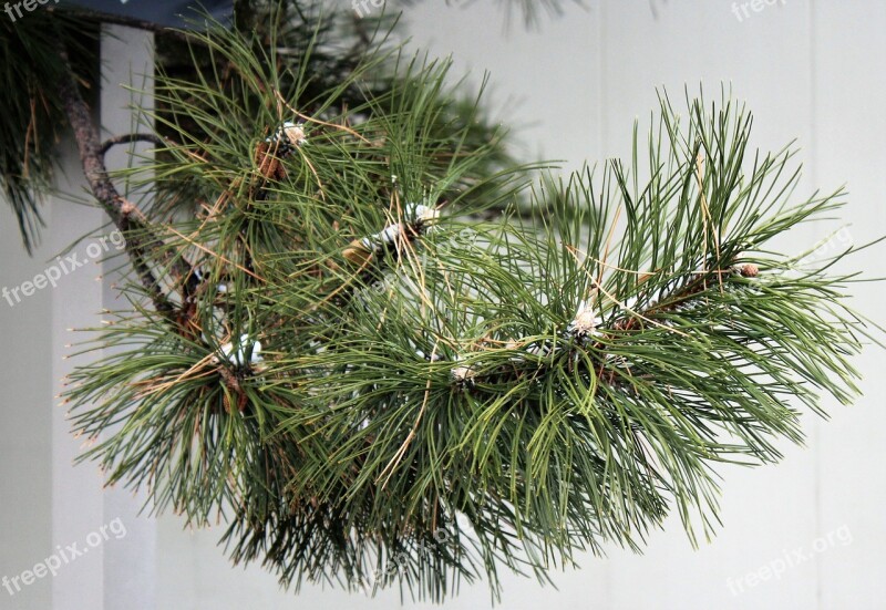 Pine Tree Pine Branch Pine Needles Free Photos