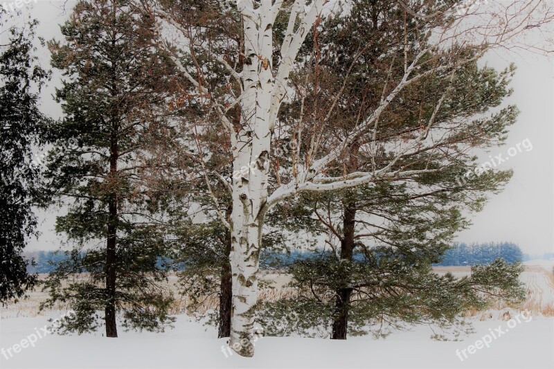 Birch Tree Snow Covered Winter Landscape