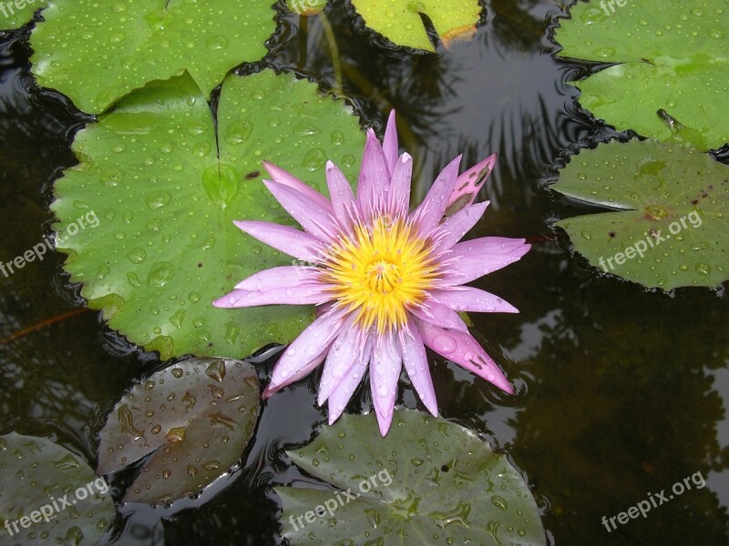 Water Lily Water Plant Flower Beautiful Flower Floating Leaves