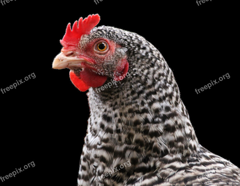 Chicken Hen Bird Animal Feather