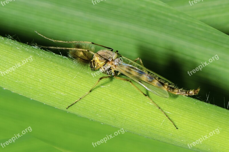 Midge Sting Insect Gnat Free Photos