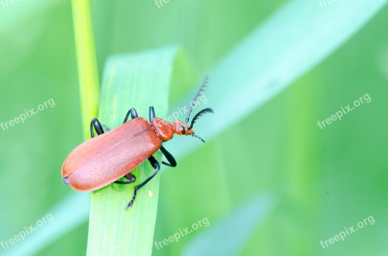 Beetle Soldier Beetle Insect Macro Bug