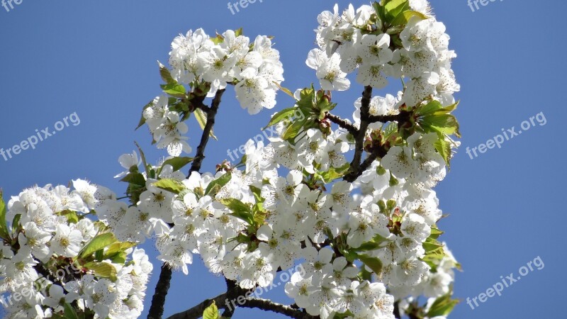 Flowers Spring Close Up Plant Cherry