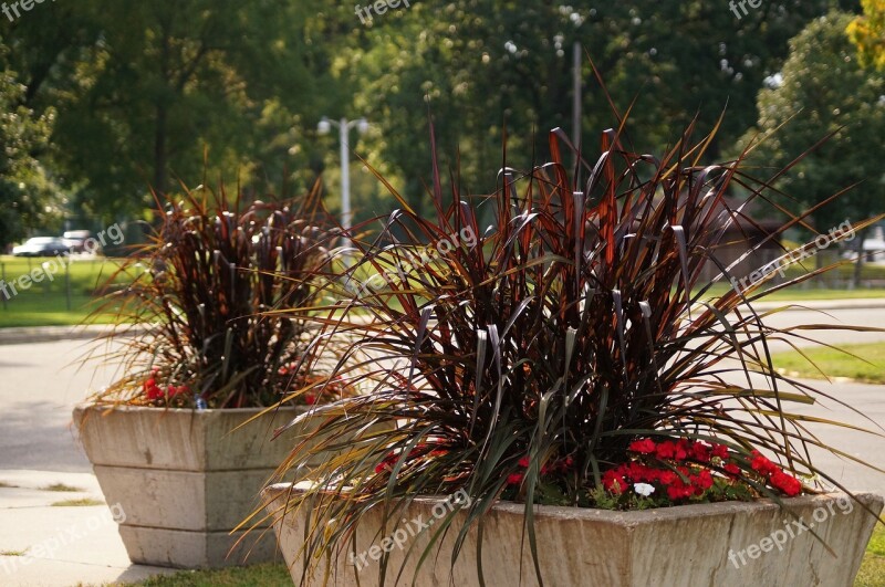 Plant Foliage Red Brown Planter