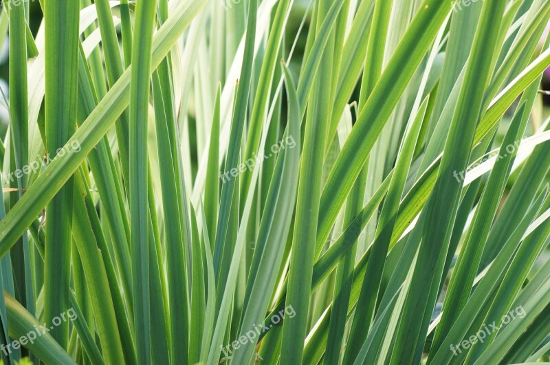 Leaves Iris Spring Garden Leaf