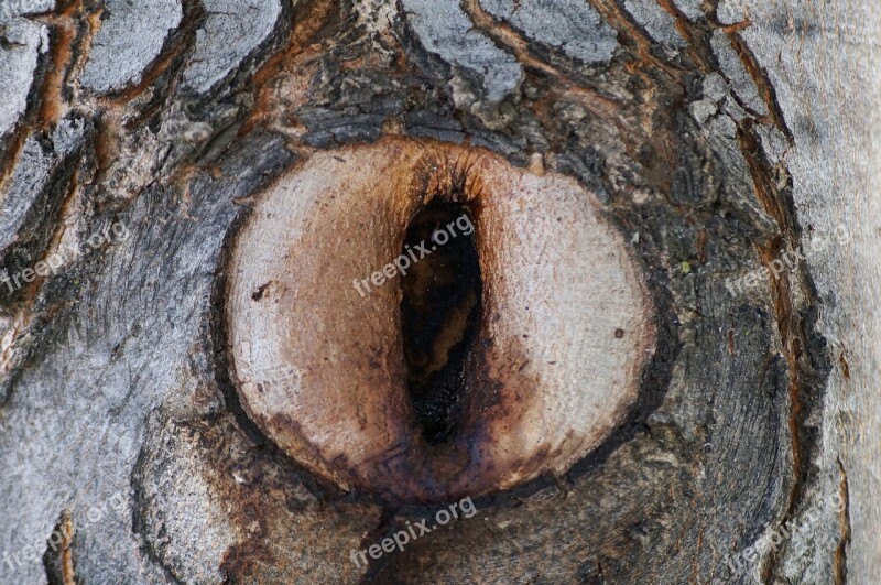 Tree Eye Knothole Nature Landscape