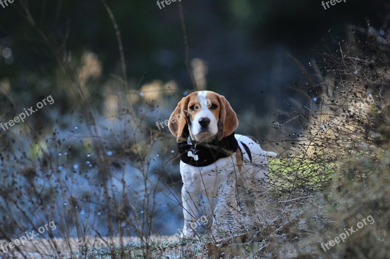 Pet Animal Puppy Beagle Mammals