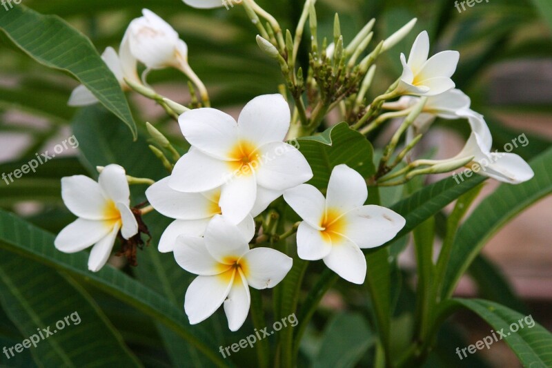 Plumeria Frangipani Manacá Flower Nature