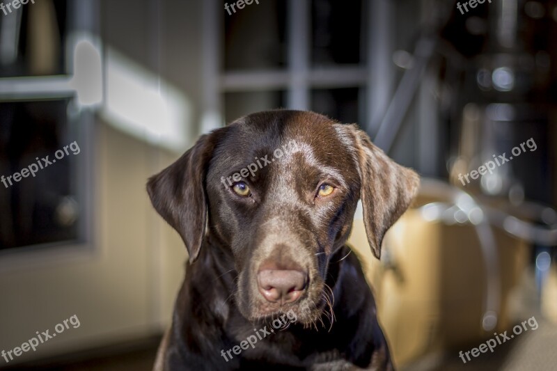 Petography Labrador Chocolate Fur Brown Dog