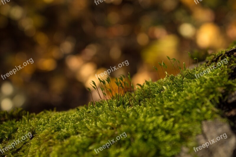 Moss Forest Autumn Nature Green