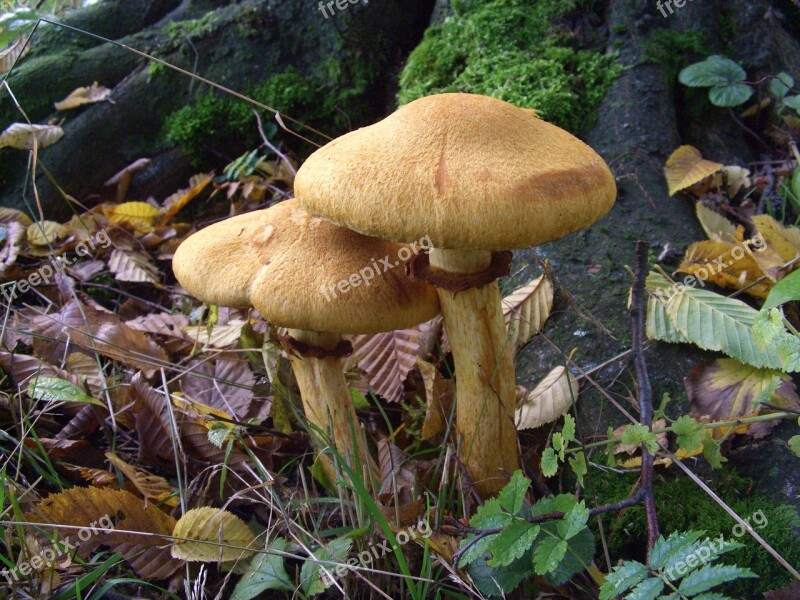 Mushrooms Forest Nature Toxic Mushroom Picking